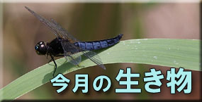 今月の生き物
