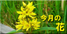 今月の花
