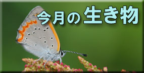 今月の生き物