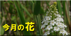 今月の花