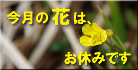 今月の花